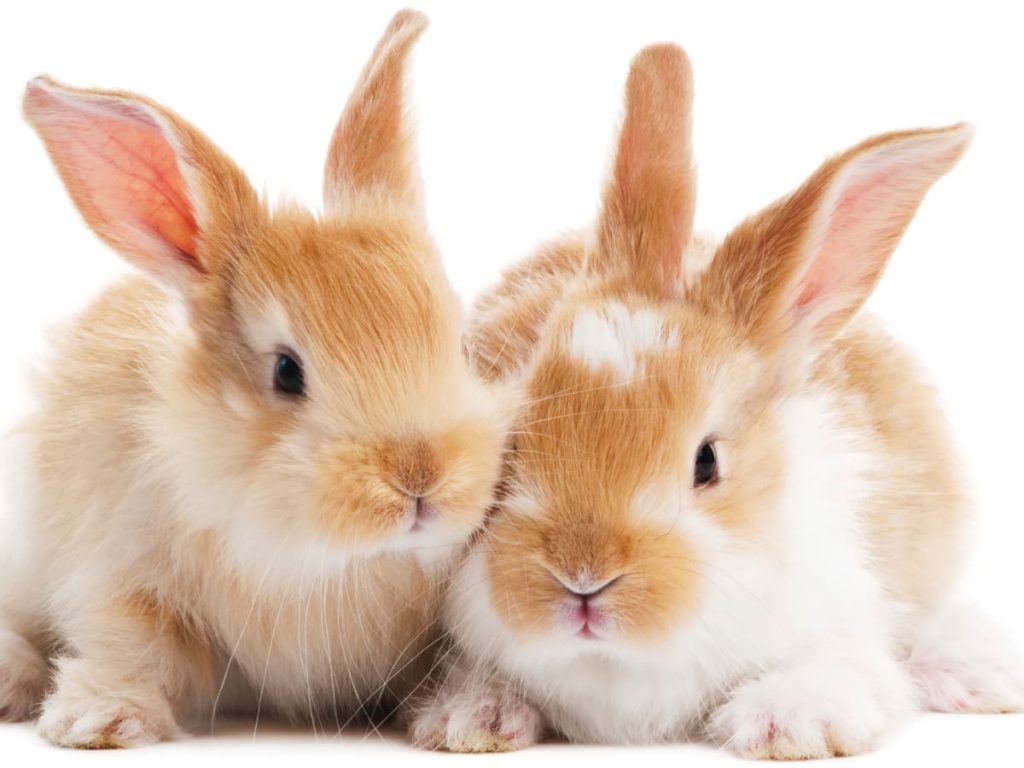 Animal Protection Laws Spreading Around the World